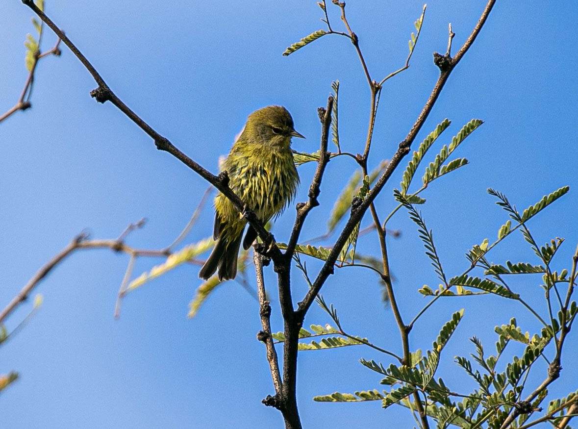 Orange-crowned Warbler - ML645766823