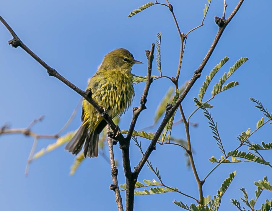 Orange-crowned Warbler - ML645766824