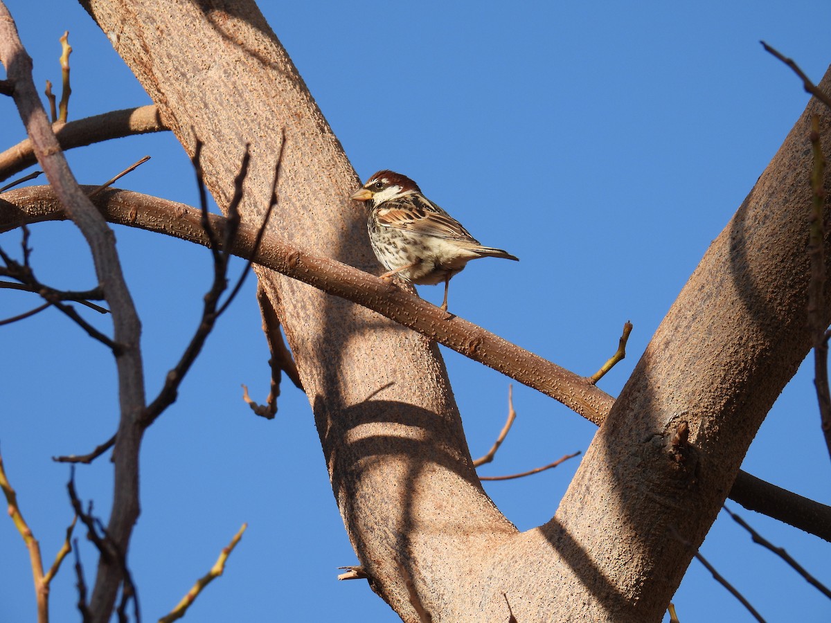 Spanish Sparrow - ML645766825