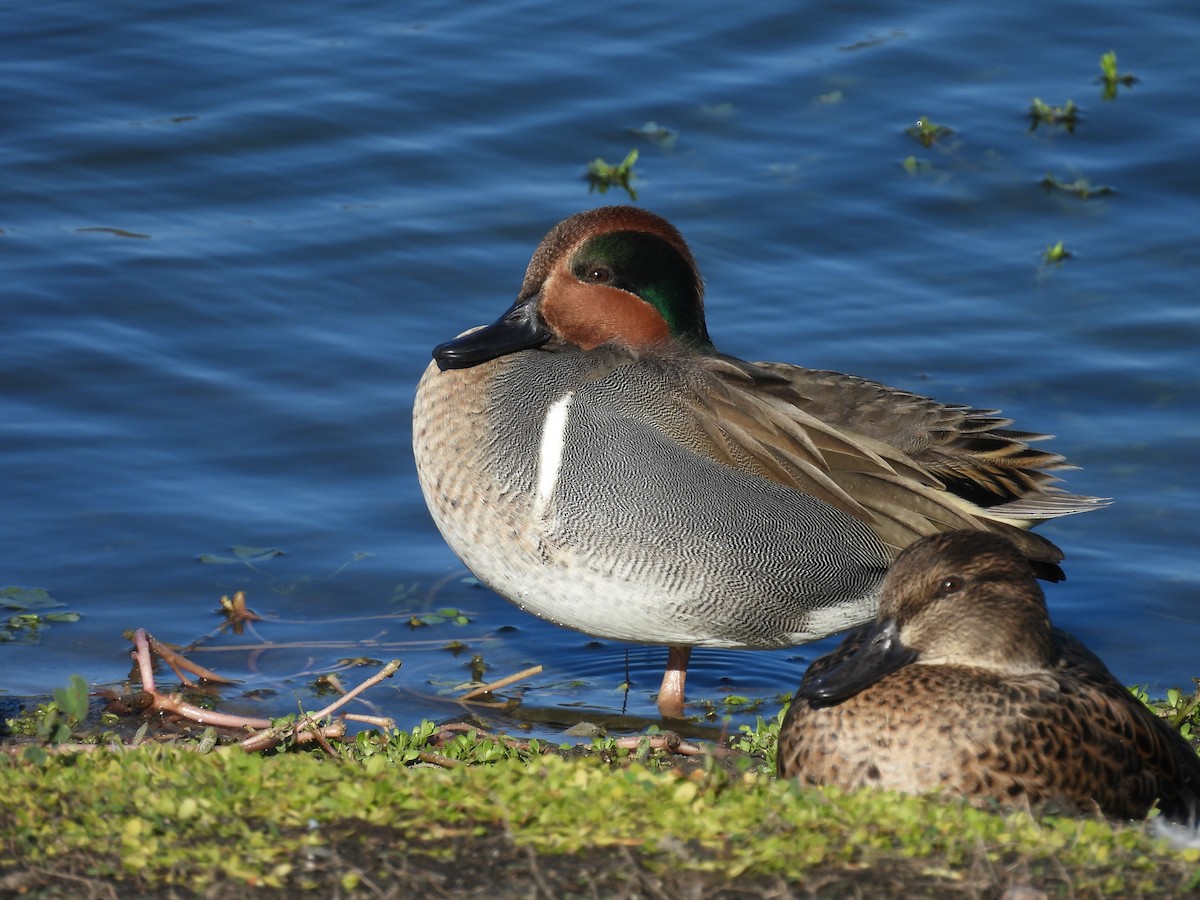 Green-winged Teal - ML645766826