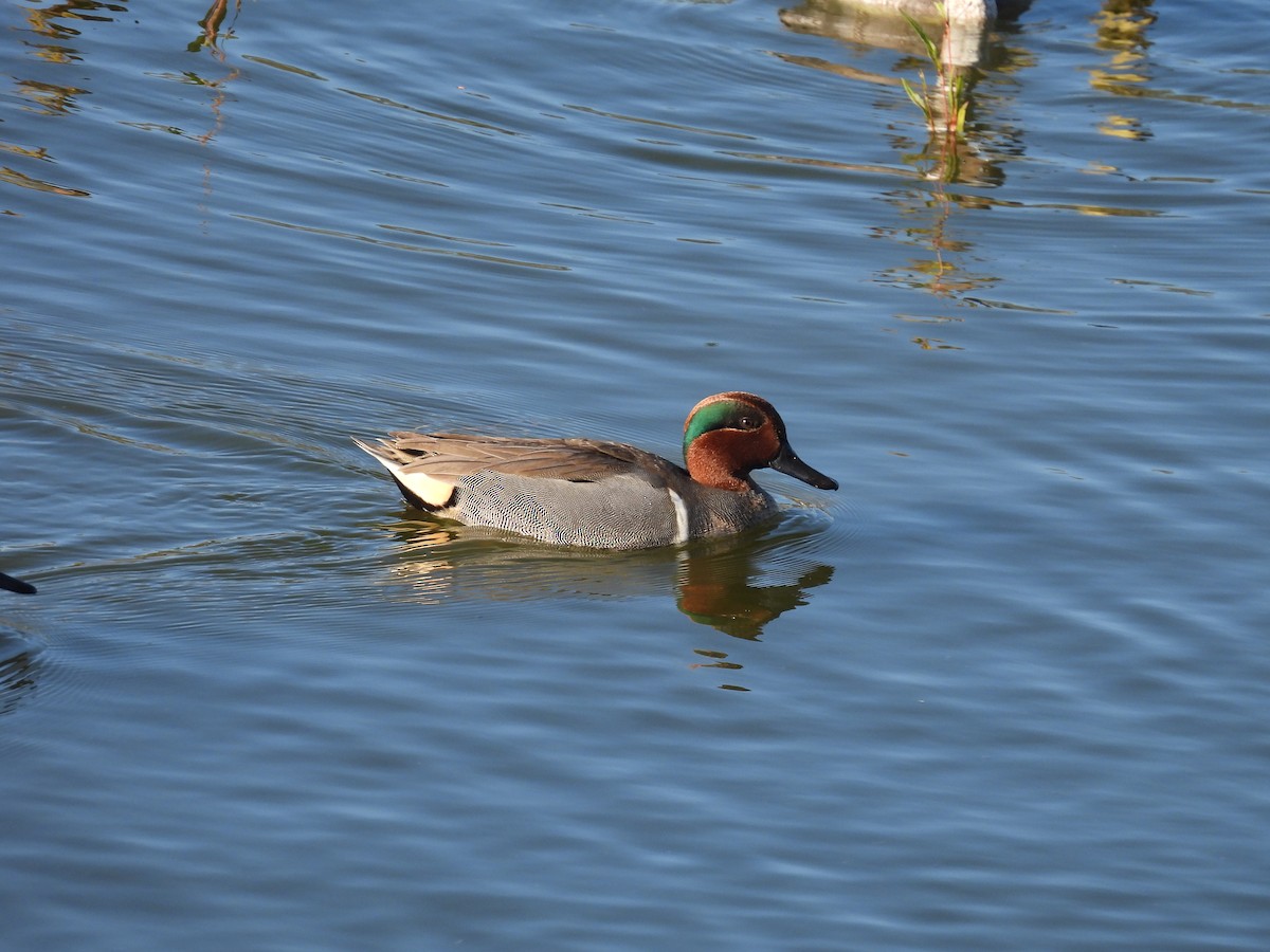 Green-winged Teal - ML645766827