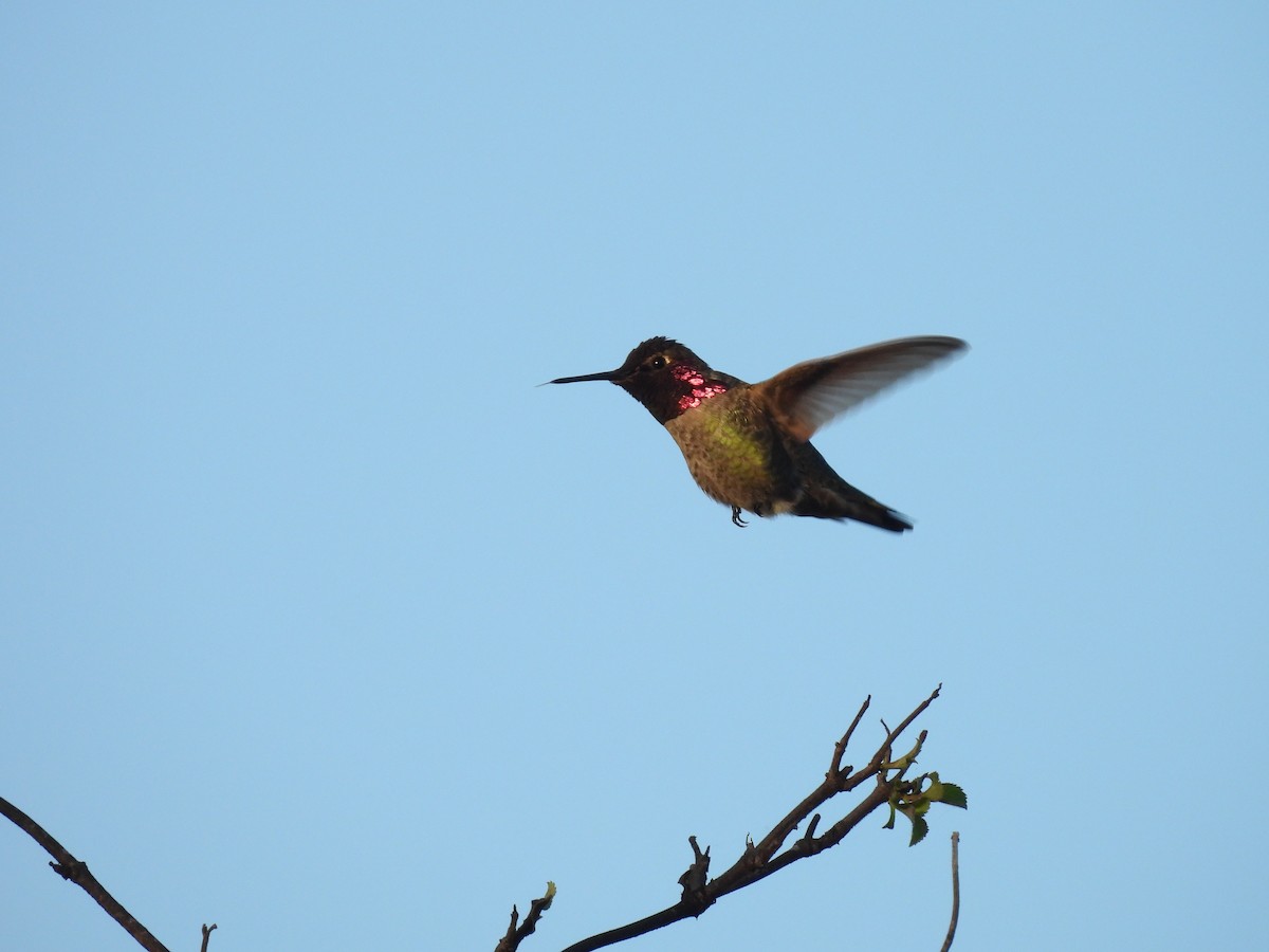 Anna's Hummingbird - ML645766830