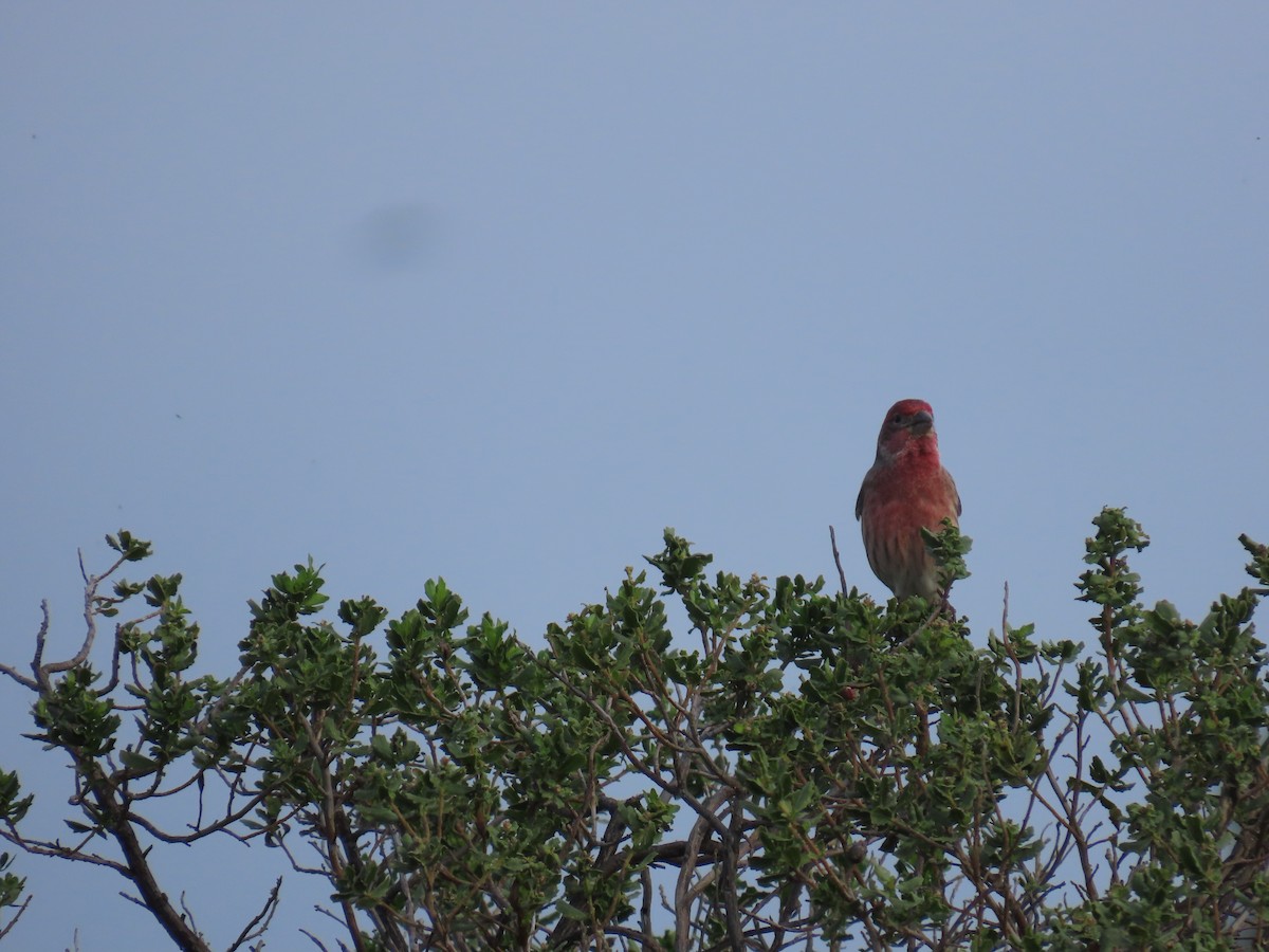 House Finch - ML645766831