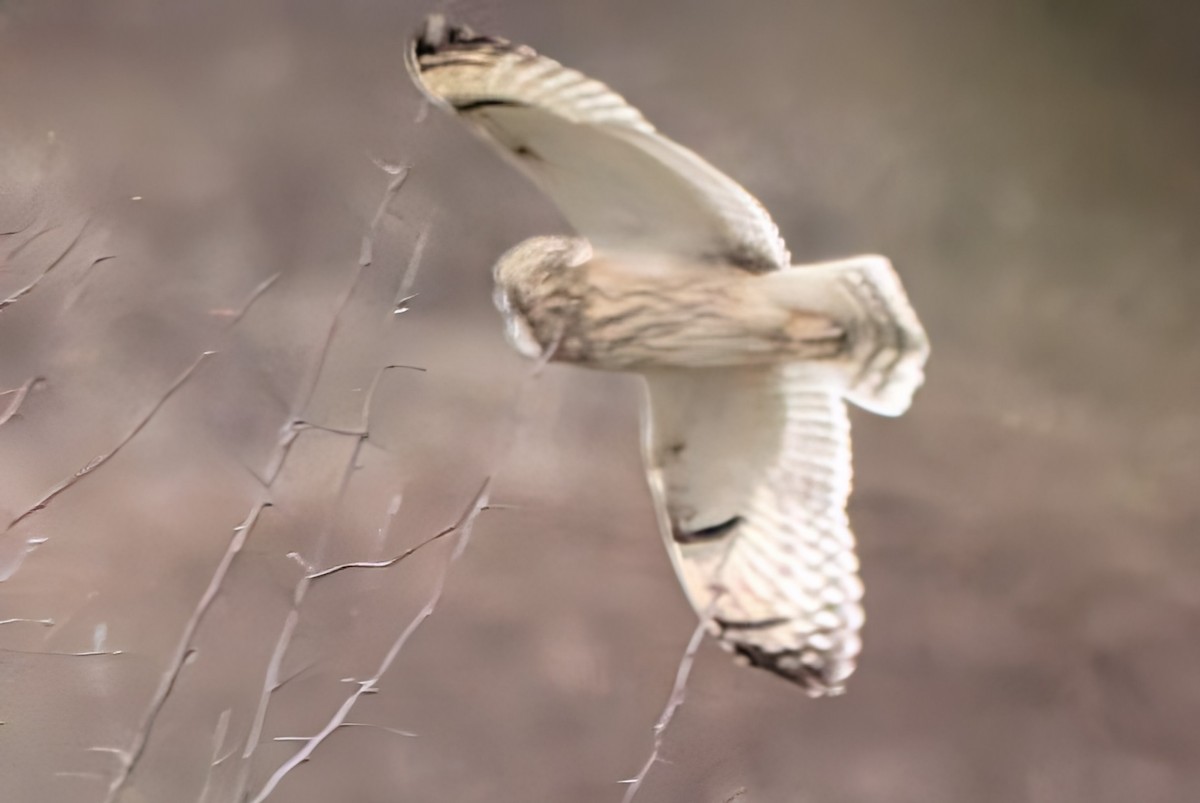 Short-eared Owl - ML645766832