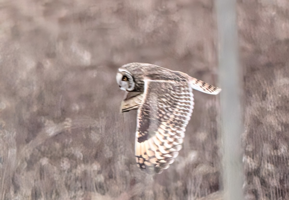 Short-eared Owl - ML645766833