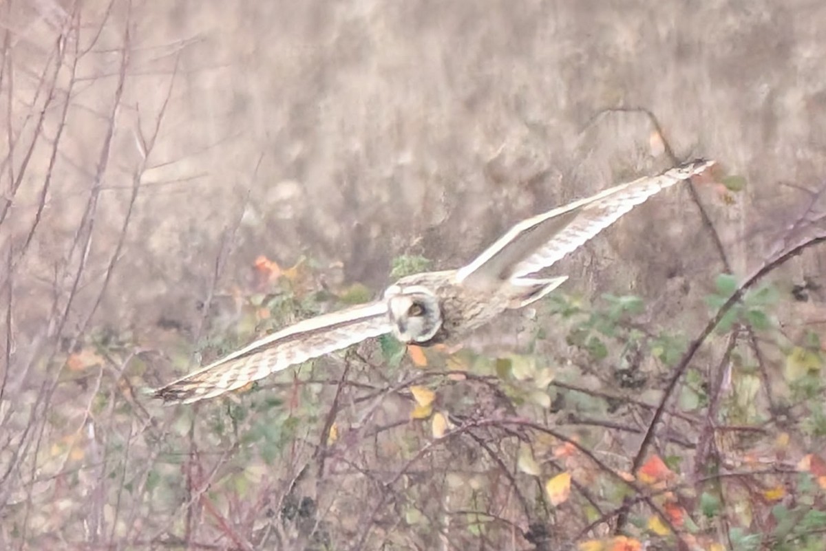 Short-eared Owl - ML645766836