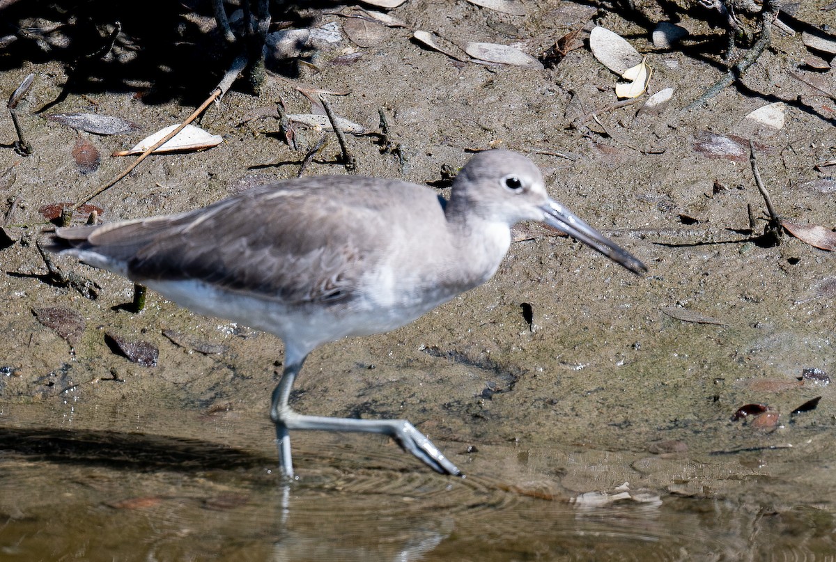 Willet - ML645766838