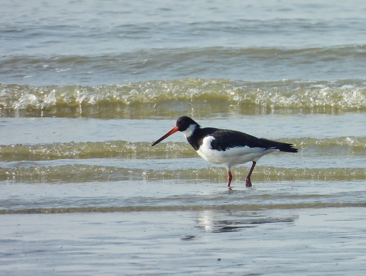 Eurasian Oystercatcher - ML645766839