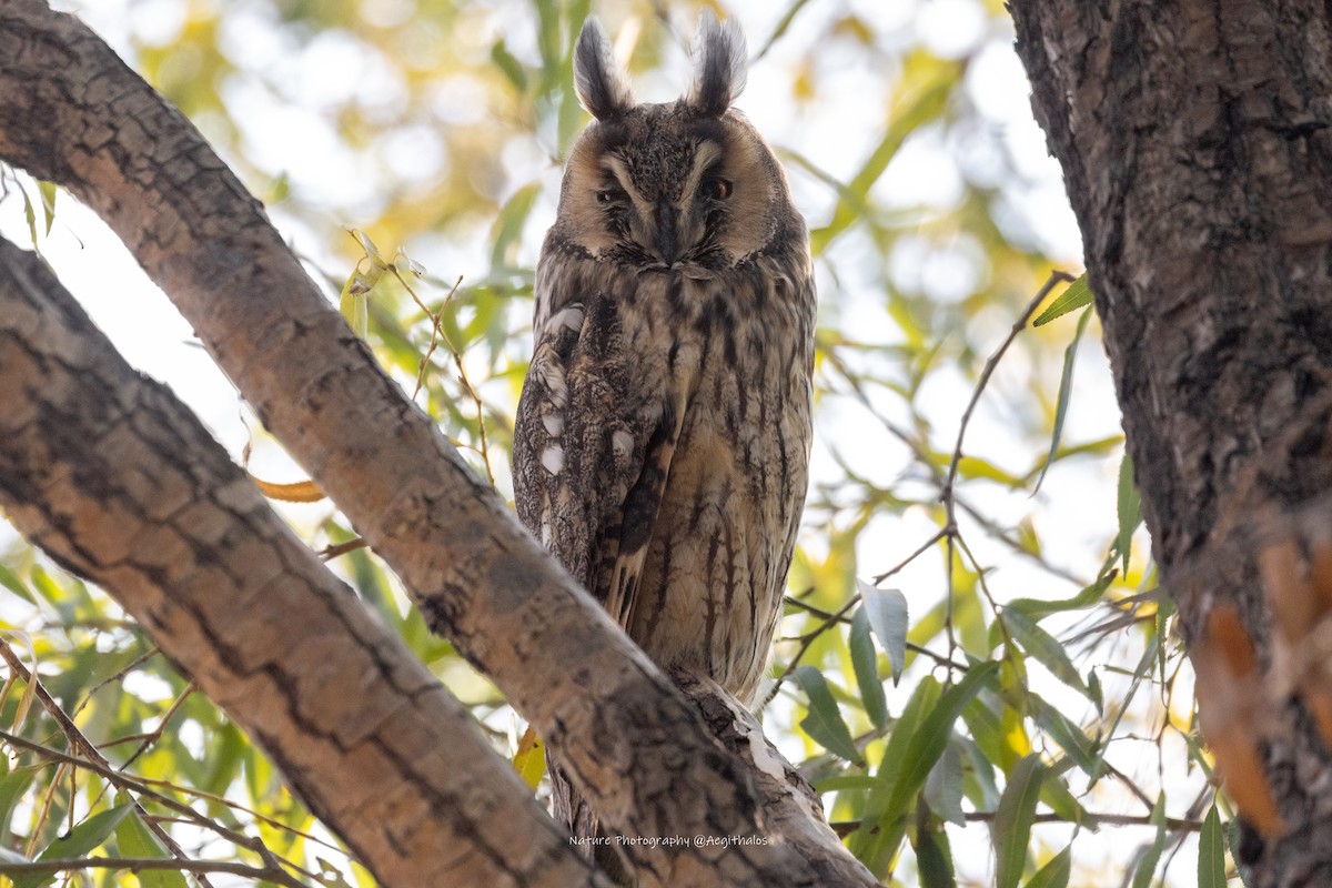 Long-eared Owl - ML645766841