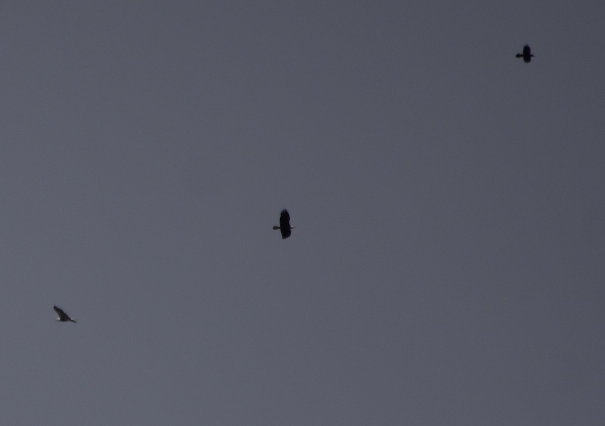 Bald Eagle - ML645766843