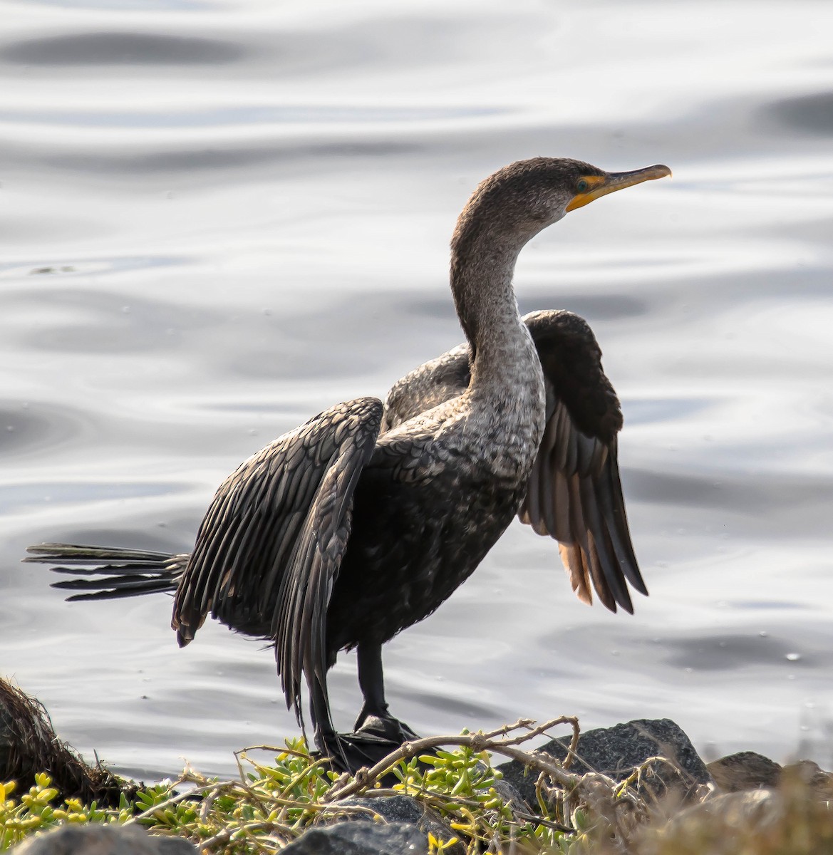 Double-crested Cormorant - ML645766844