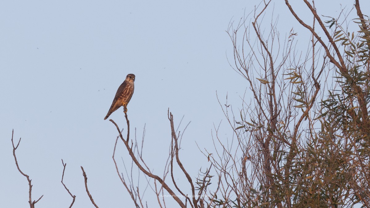 Merlin - ML645766845