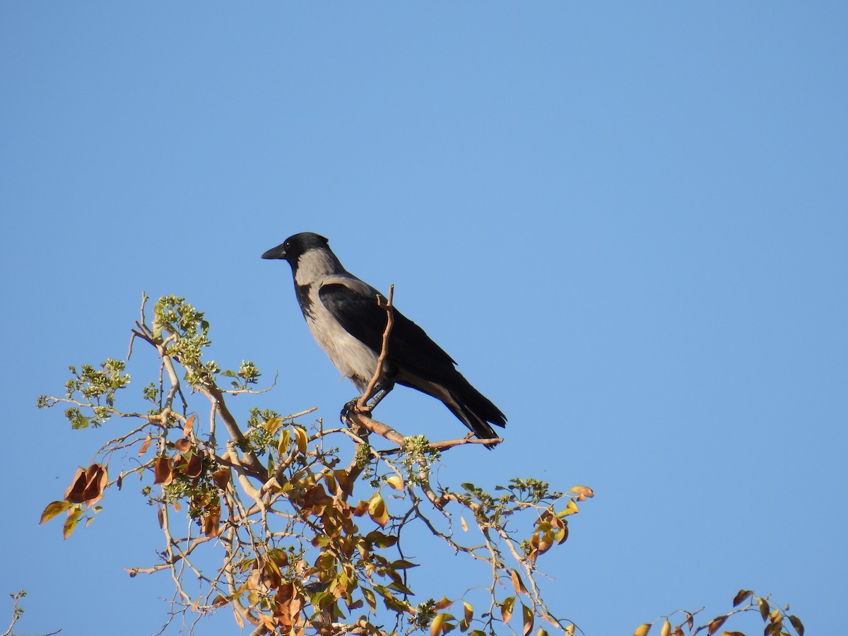Hooded Crow - ML645766846