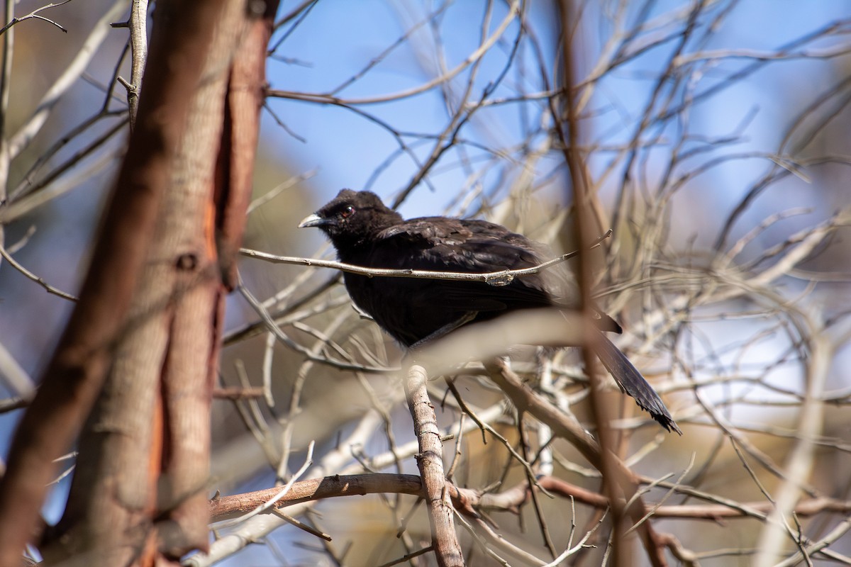 White-winged Chough - ML645766848
