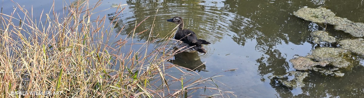 Garganey - ML645766851