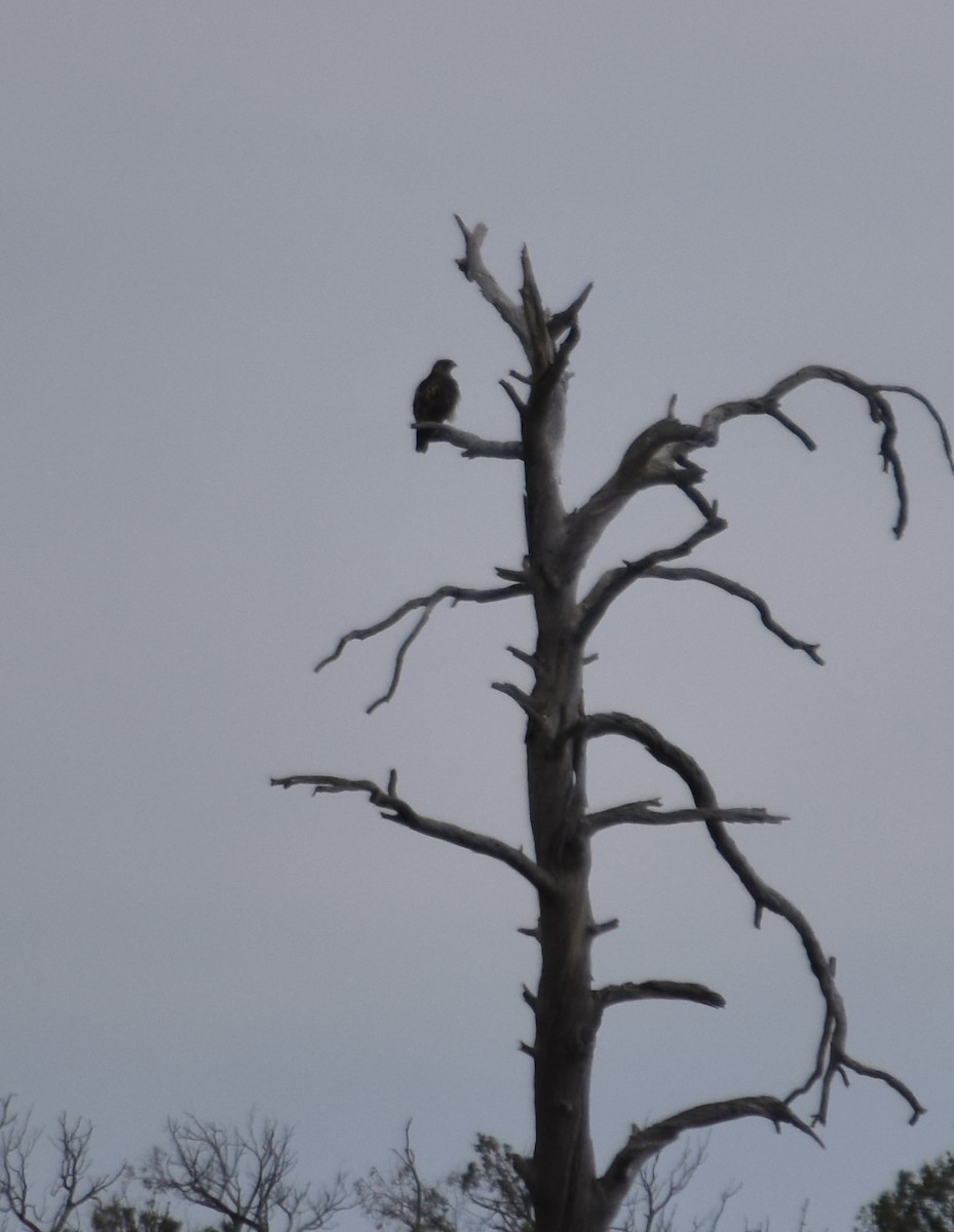 Red-tailed Hawk - ML645766866