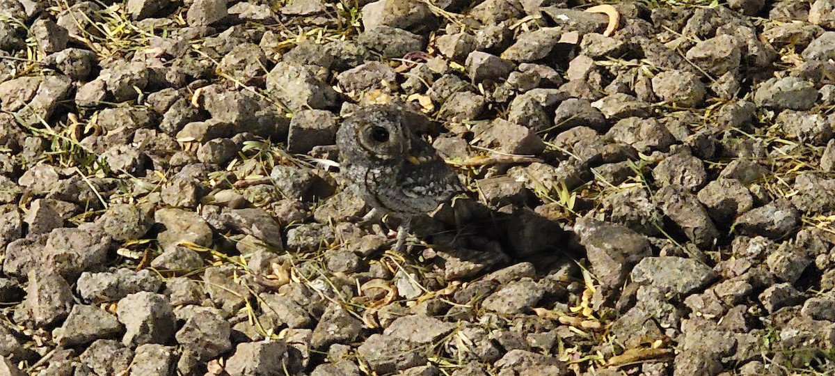 flammeugle - ML645766869