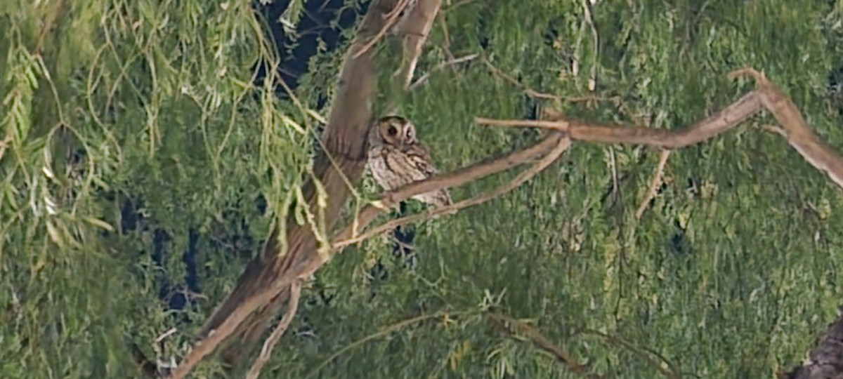 flammeugle - ML645766870