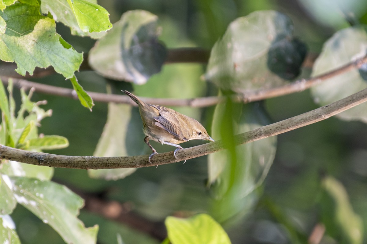 עלווית כהה - ML645766872