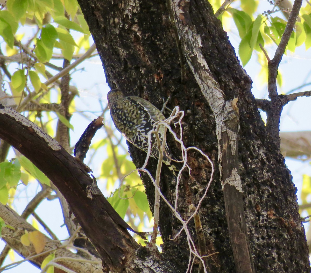 Yellow-bellied Sapsucker - ML645766875