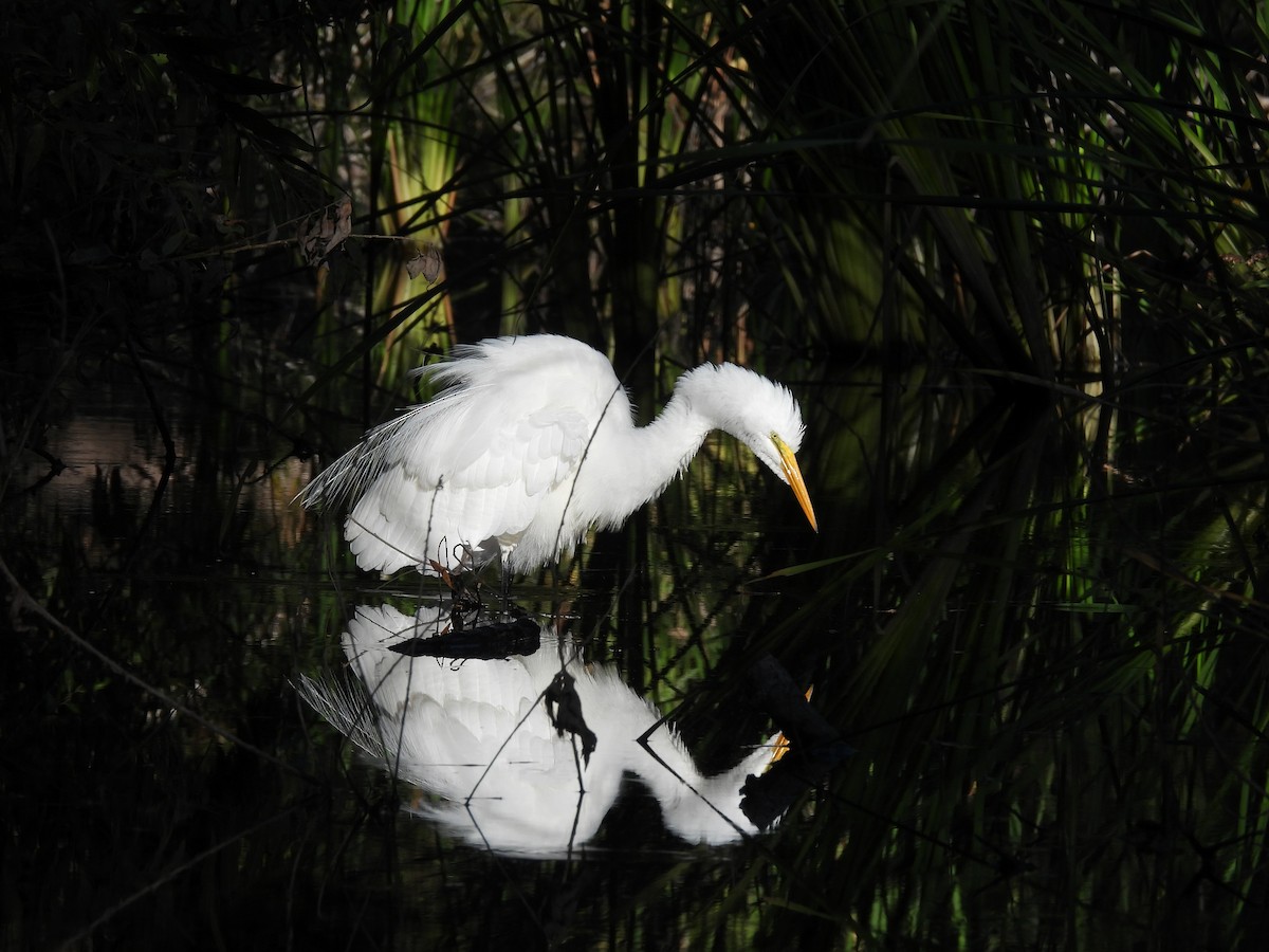 Garceta Grande - ML645766893