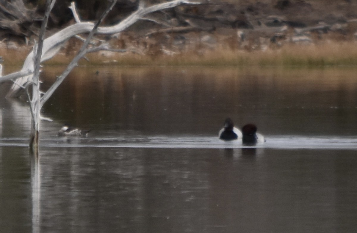 Redhead - ML645766896