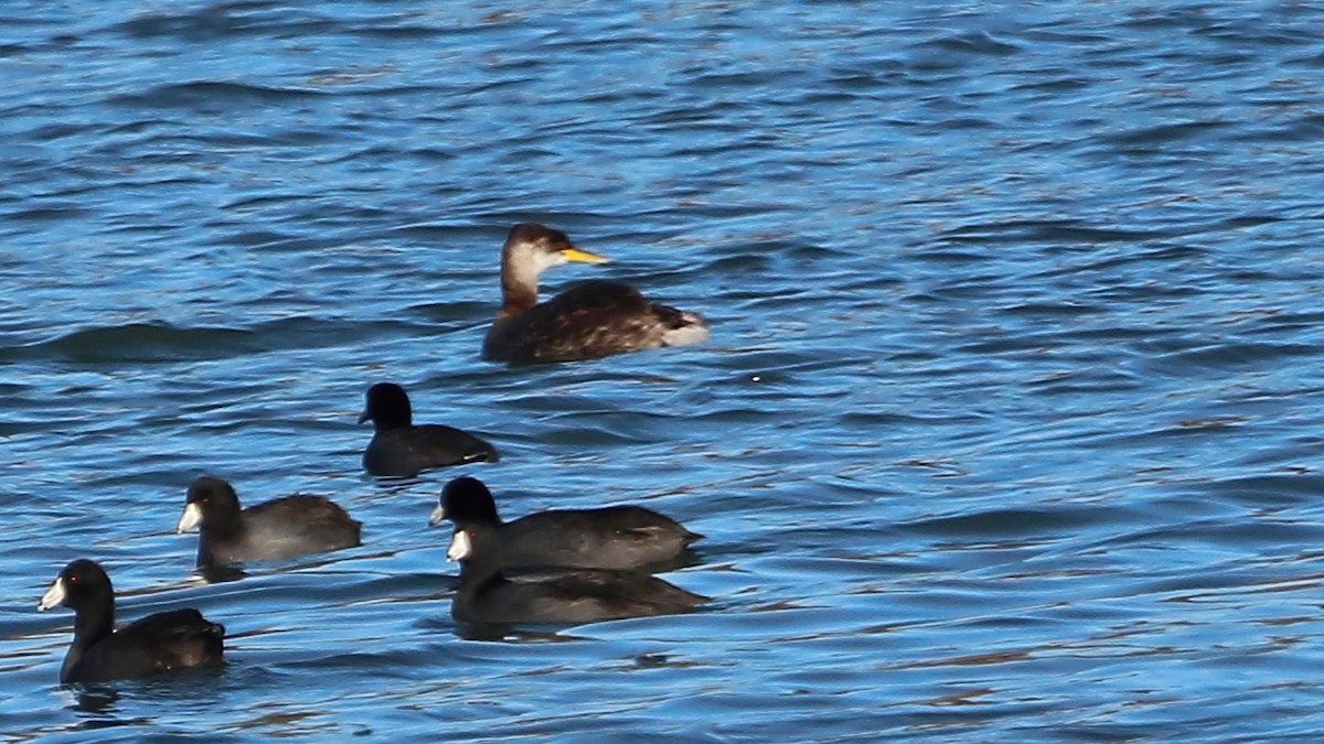 赤頸鸊鷉 - ML645766897