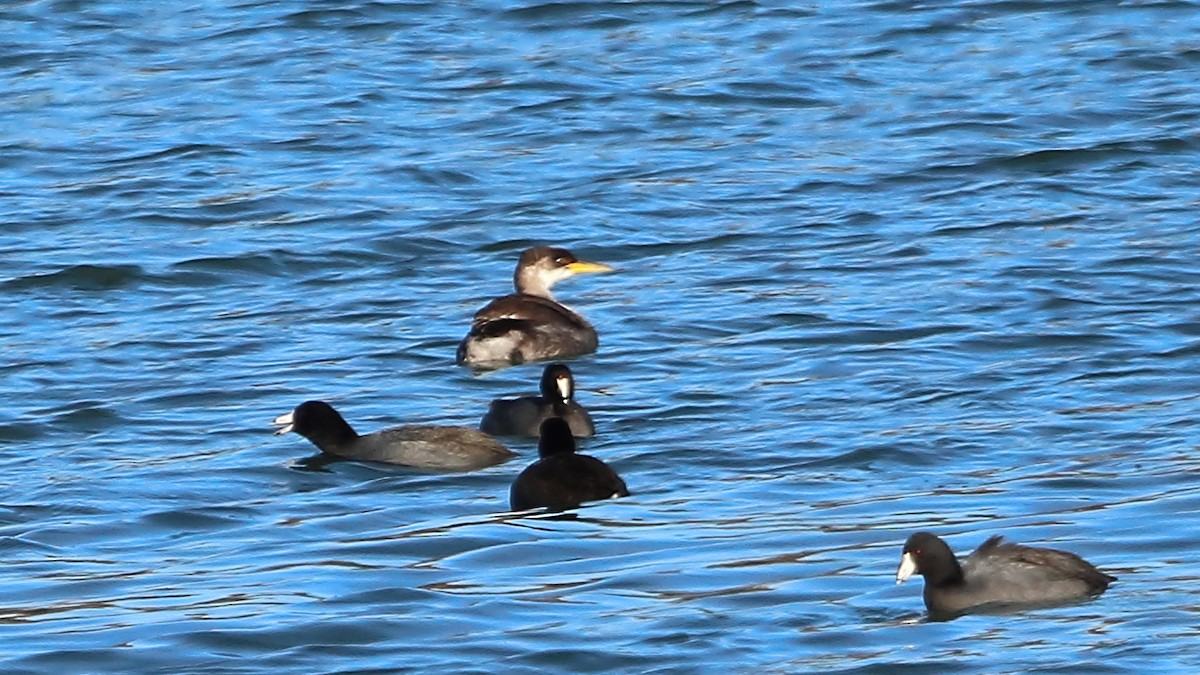 赤頸鸊鷉 - ML645766898
