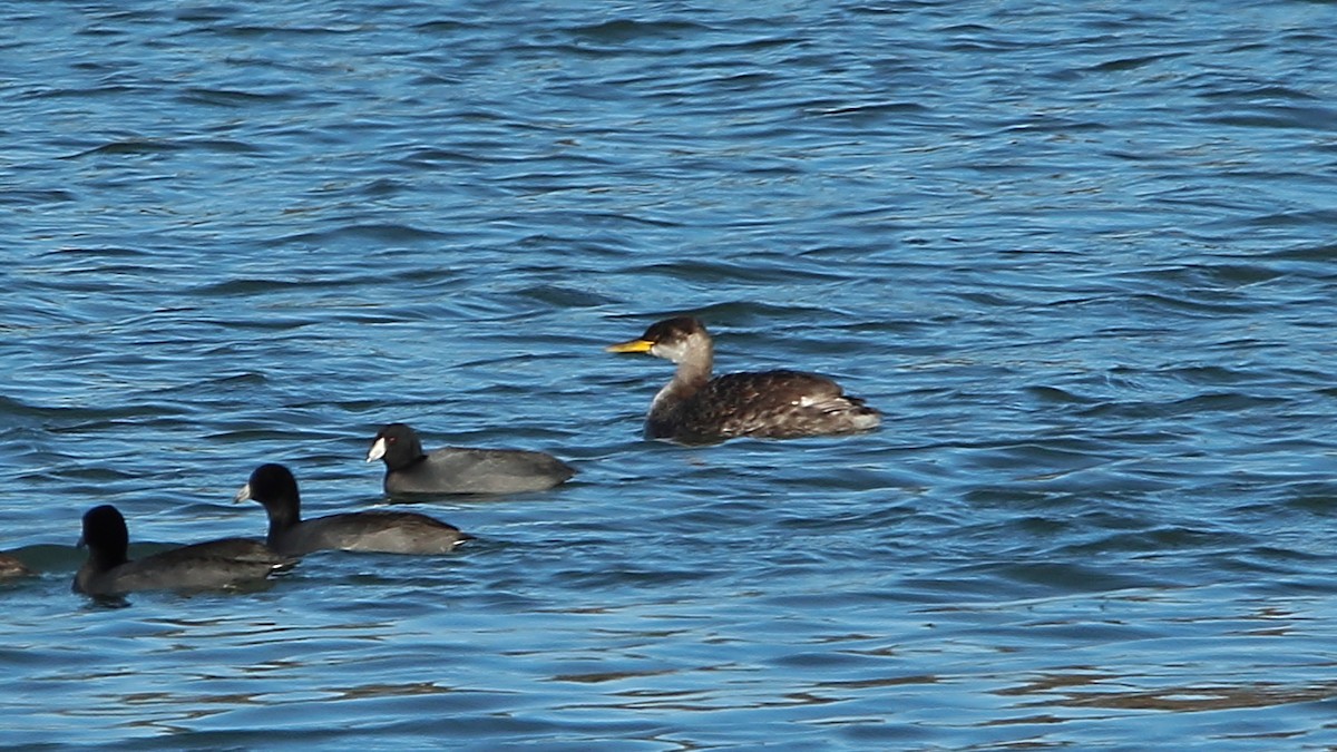 赤頸鸊鷉 - ML645766899