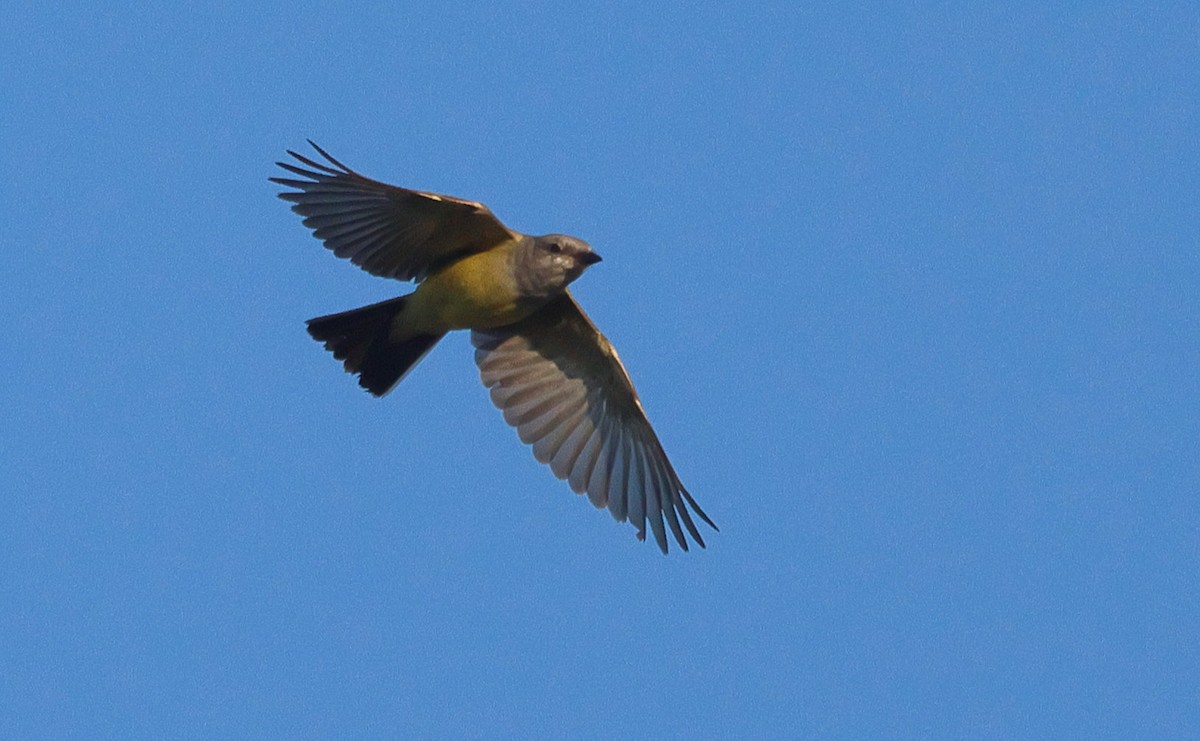 Western Kingbird - ML645766900