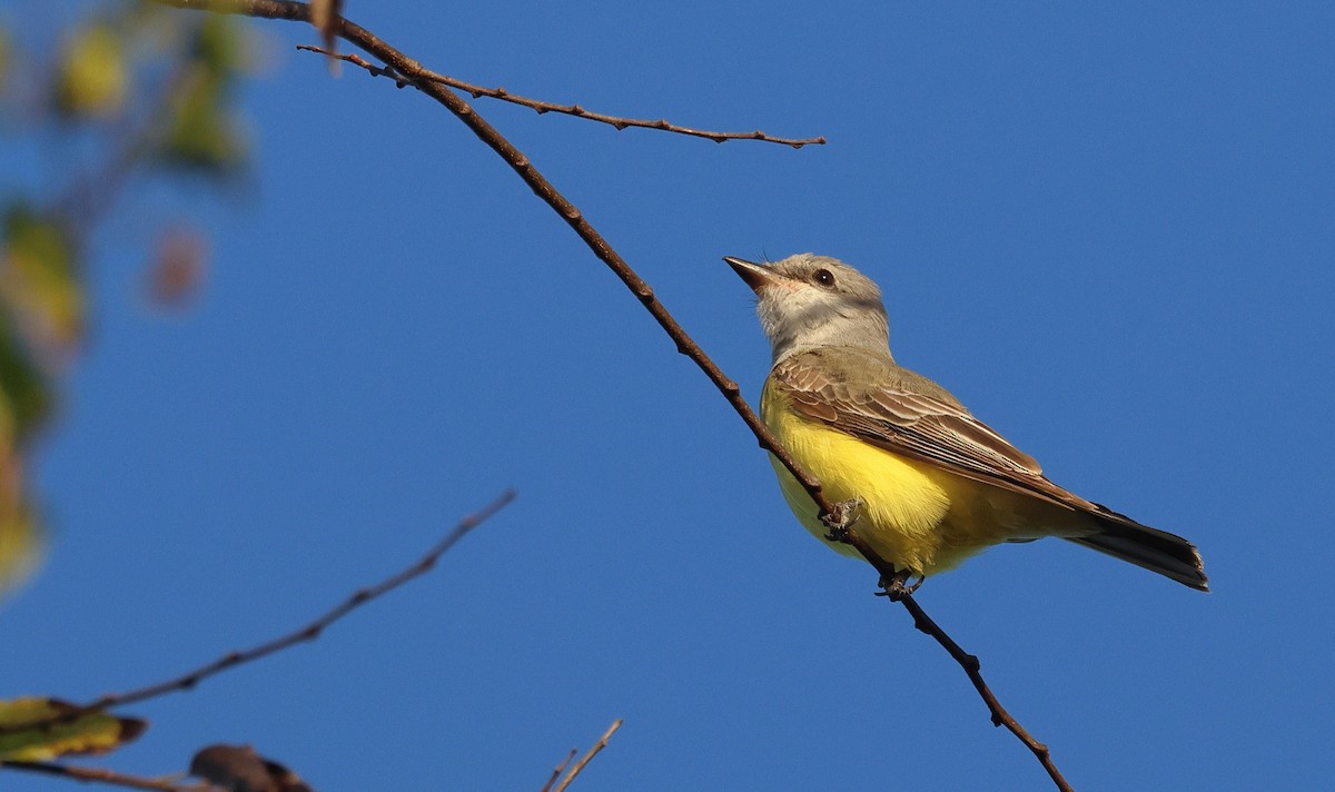 Western Kingbird - ML645766911