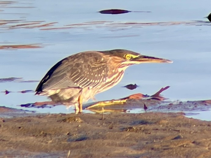 Green Heron - ML645766912