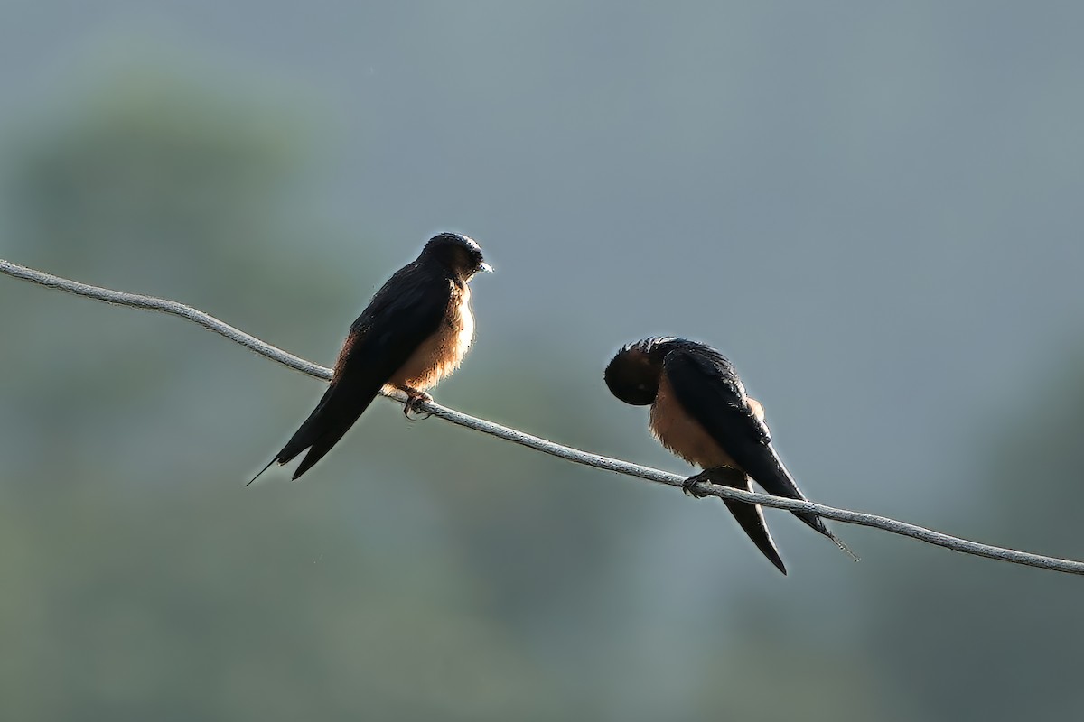 Sri Lanka Swallow - ML645766913