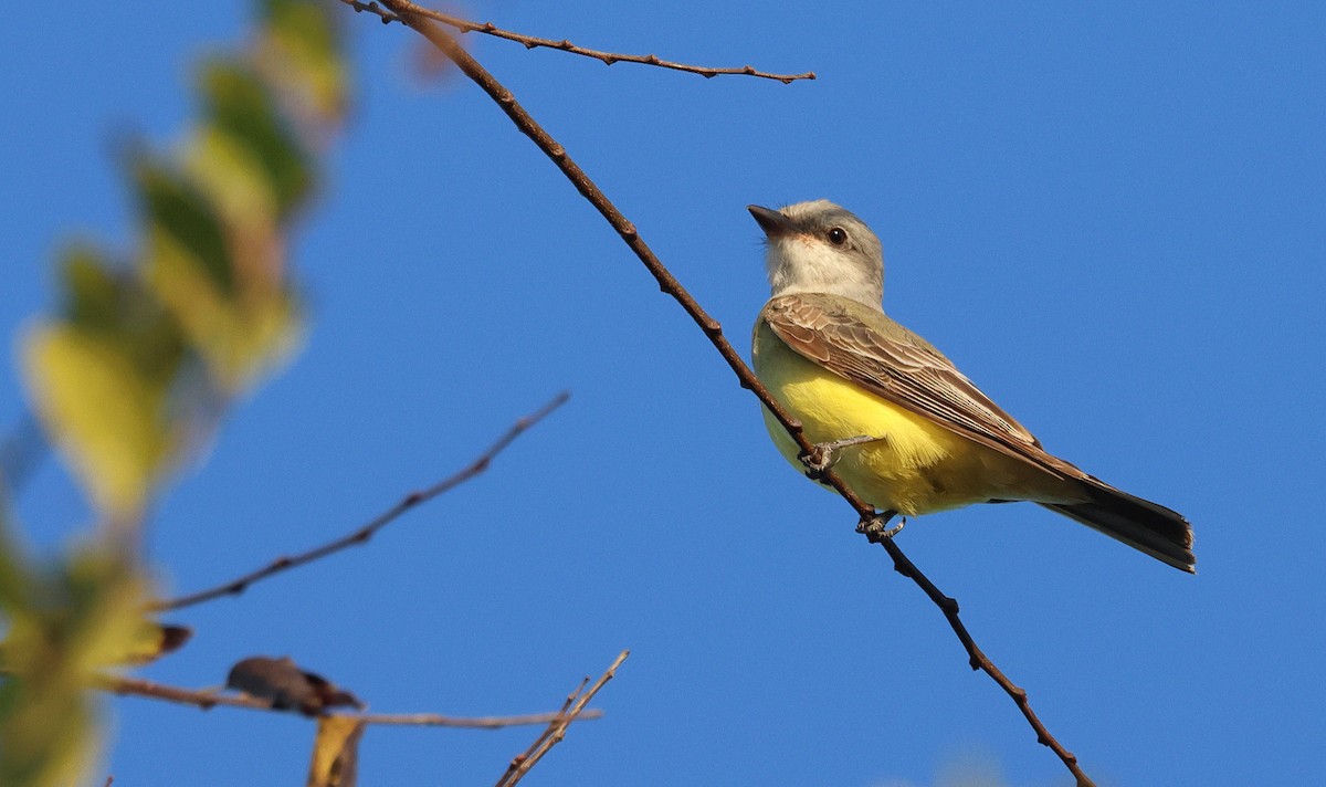 Western Kingbird - ML645766914