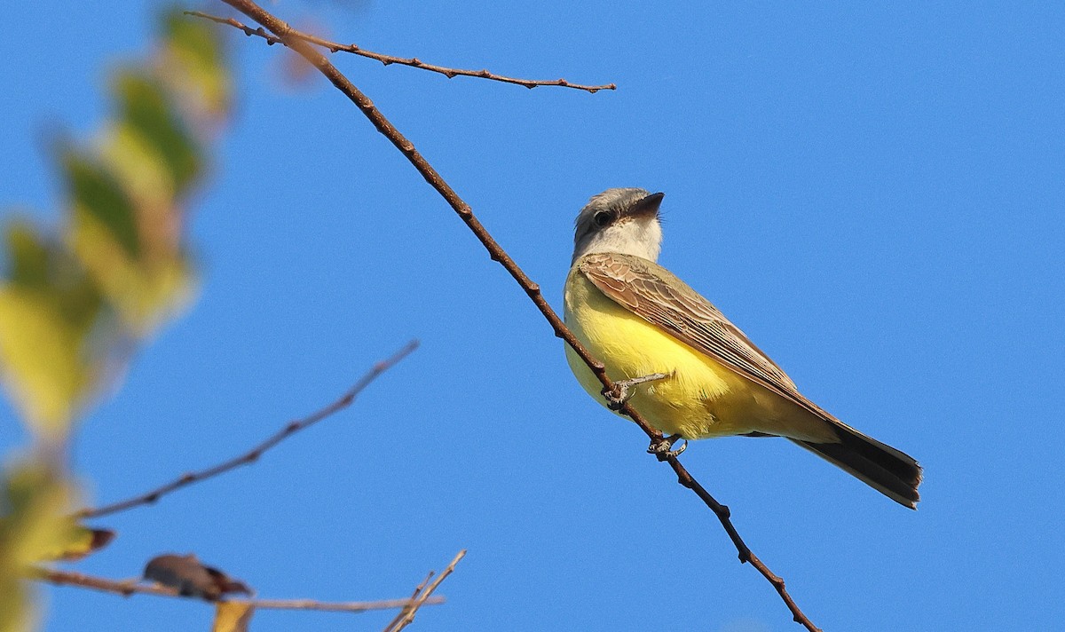 Western Kingbird - ML645766915