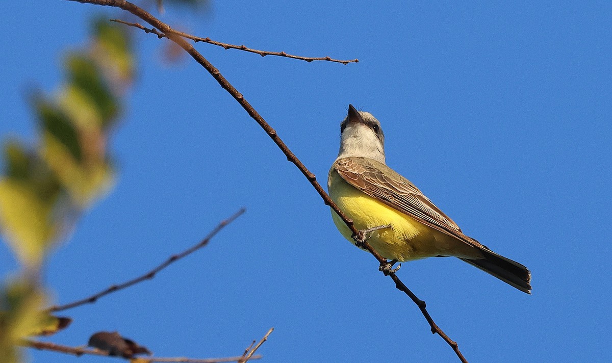Western Kingbird - ML645766920