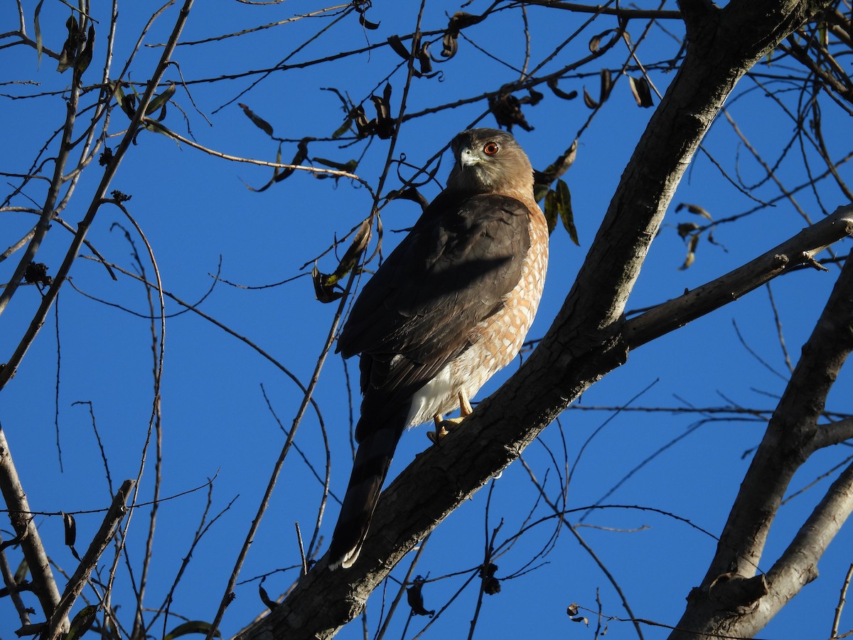 Яструб чорноголовий - ML645766923