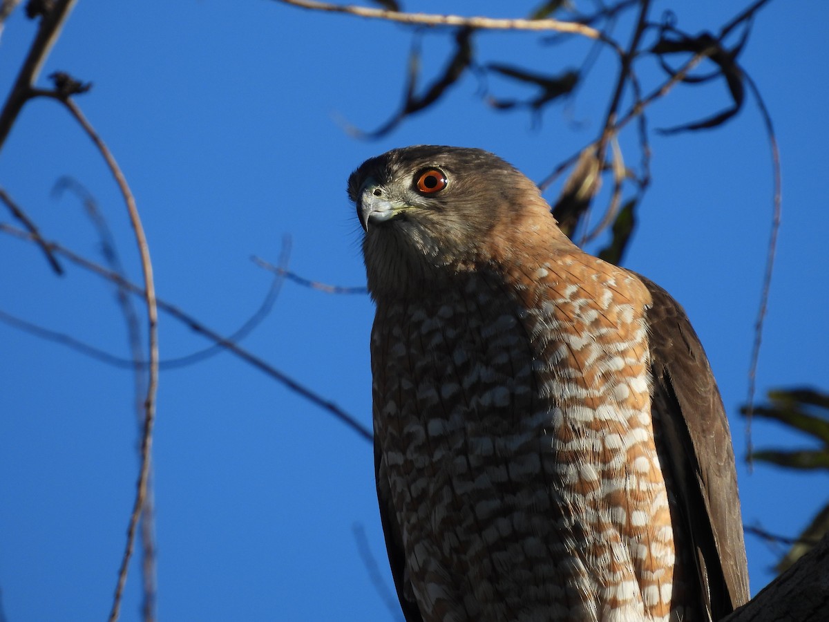 Яструб чорноголовий - ML645766924