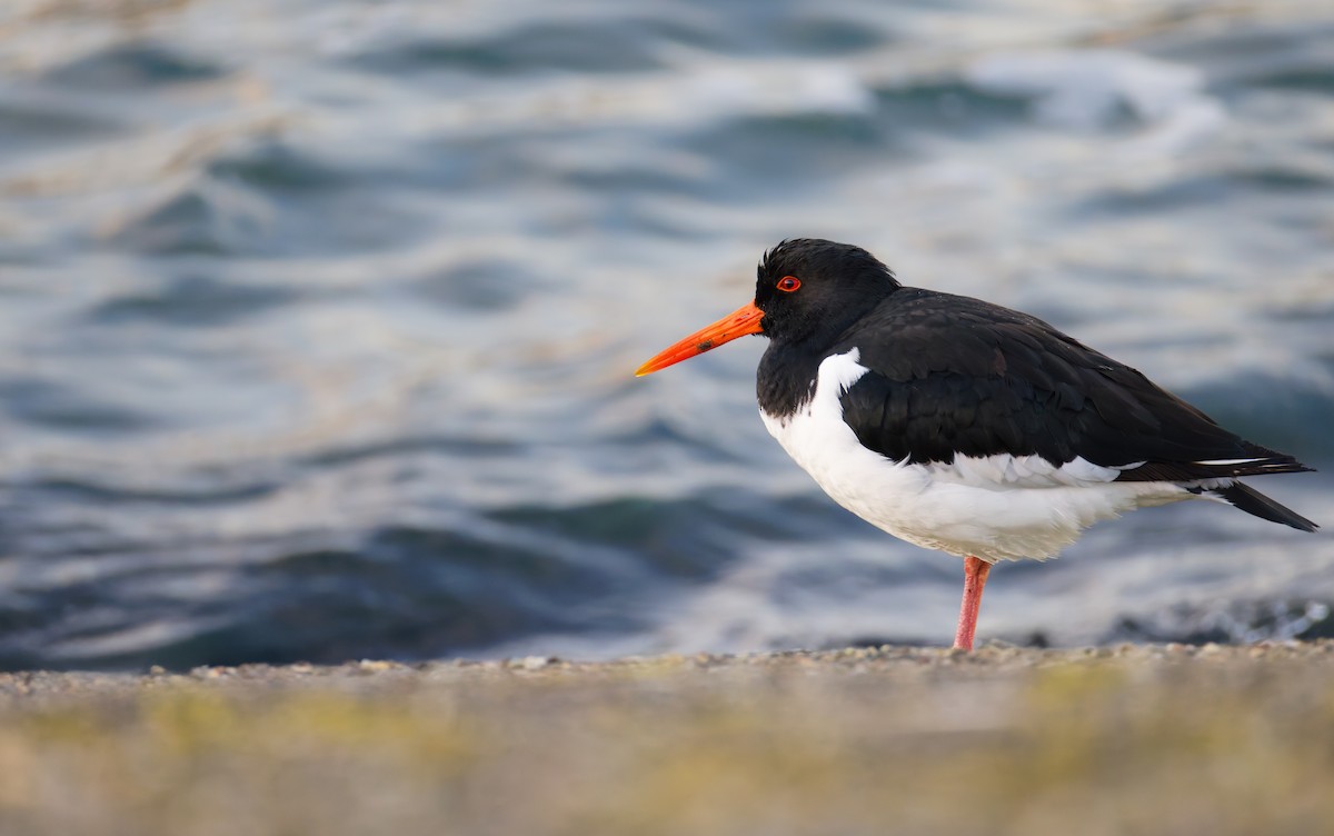 Ostrero Euroasiático - ML645766934