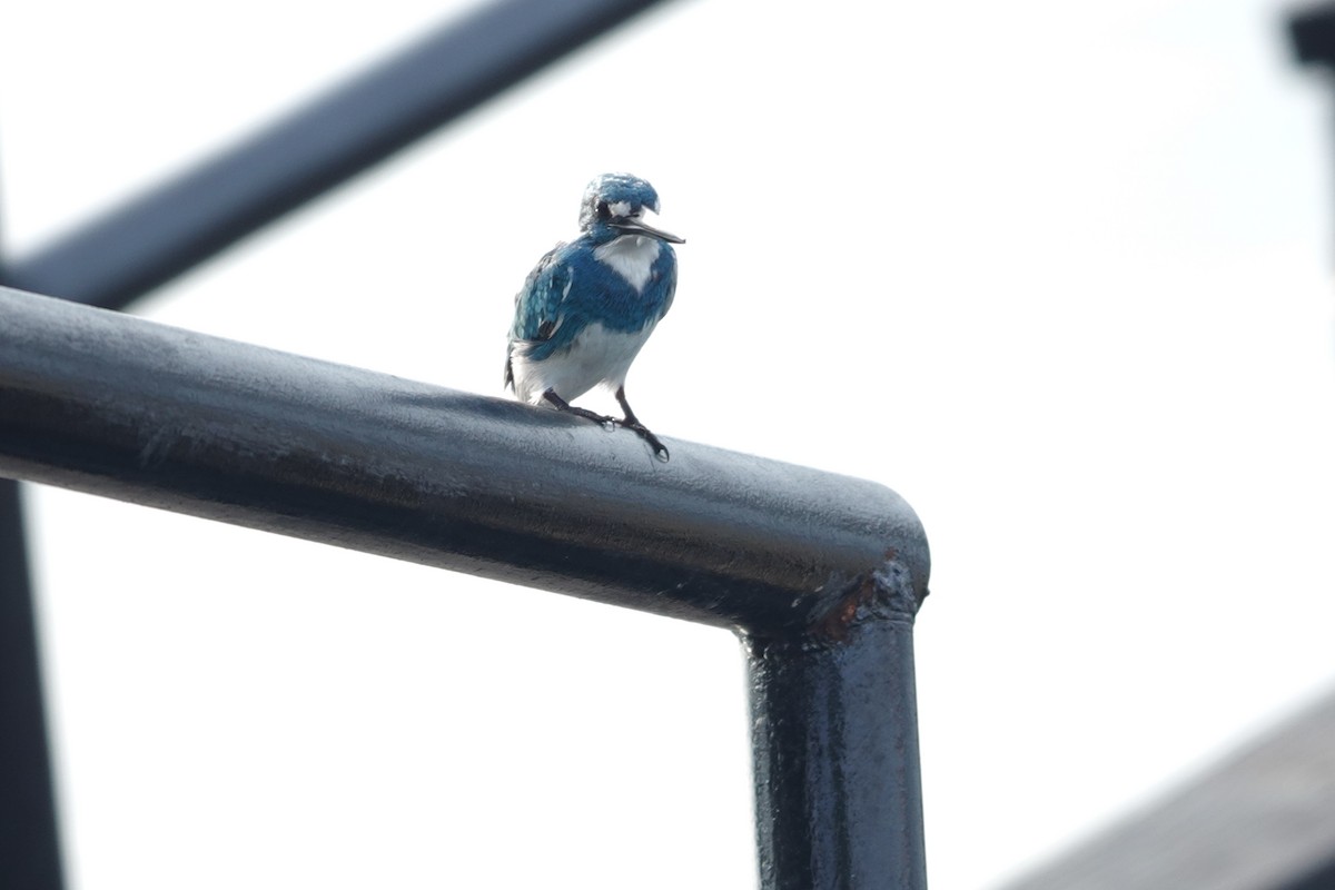 Small Blue Kingfisher - ML645766936