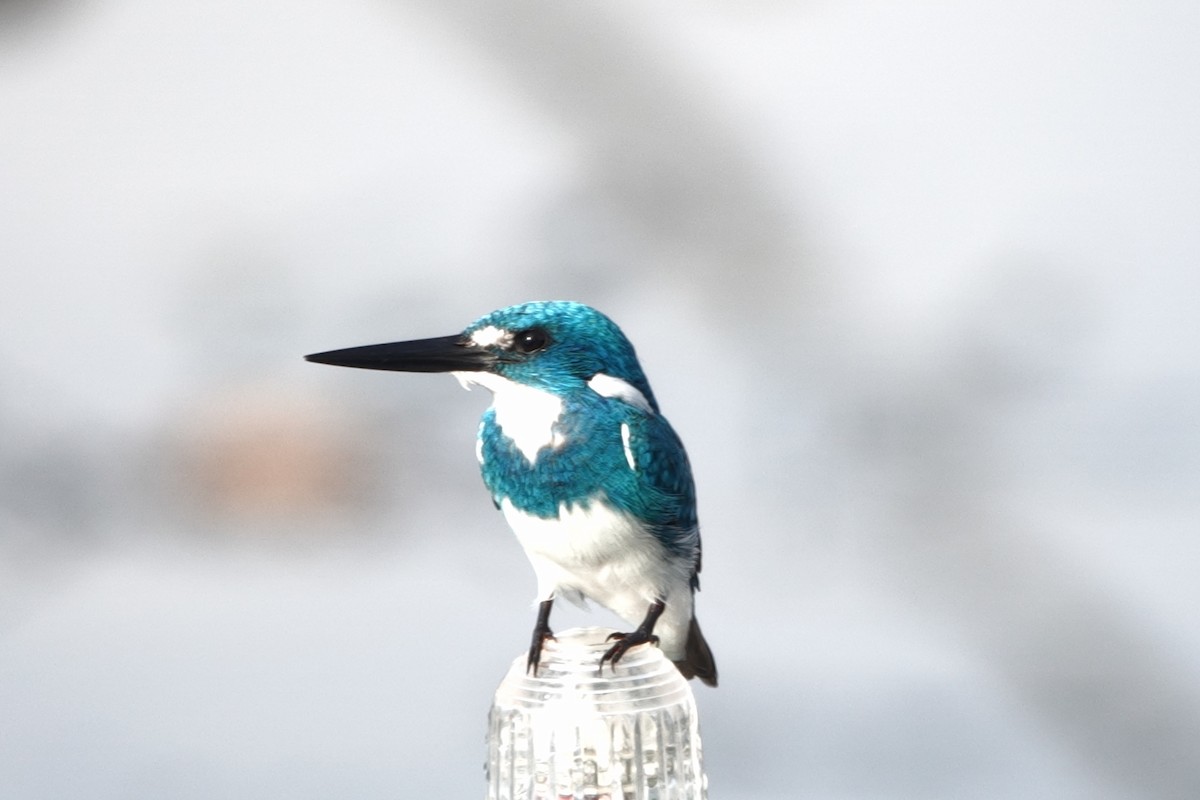 Small Blue Kingfisher - ML645766937