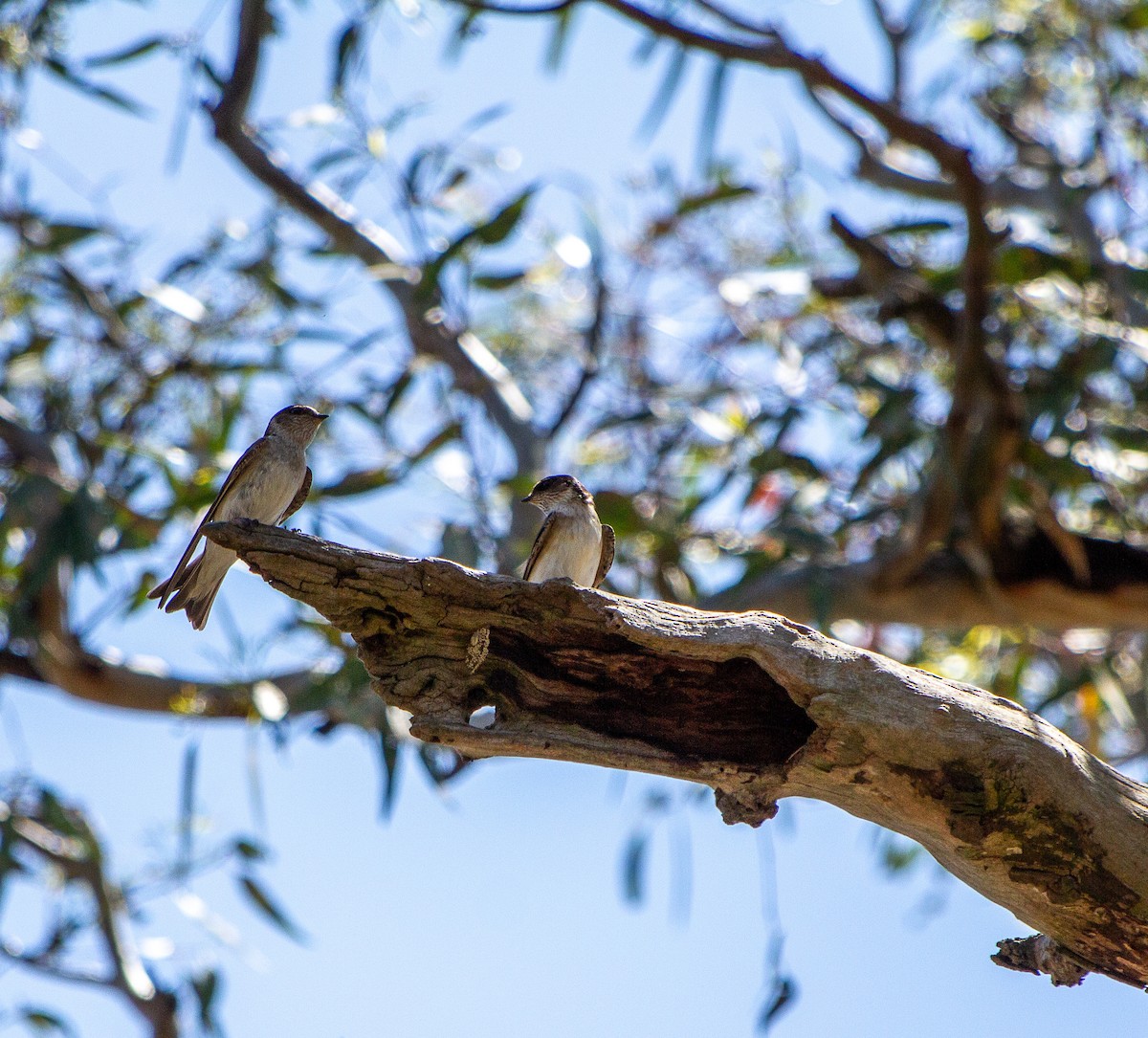 Tree Martin - ML645766952