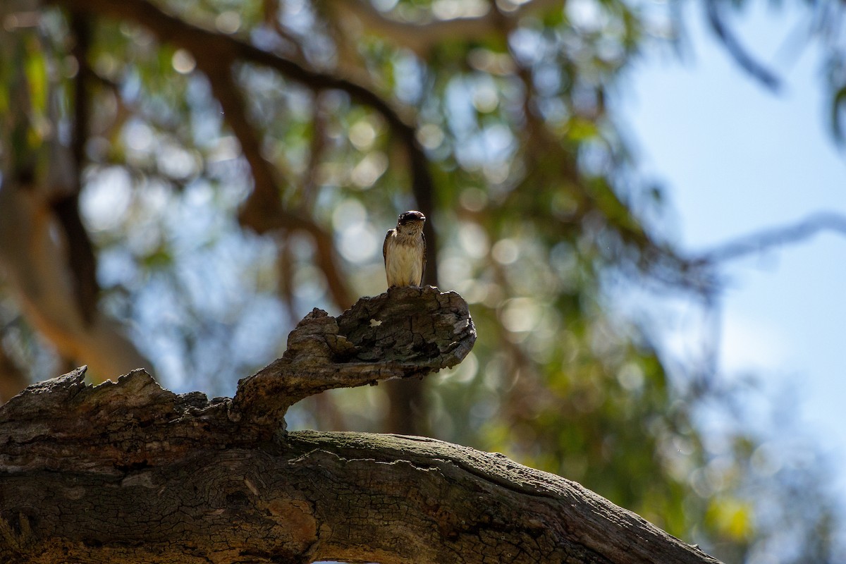 Tree Martin - ML645766954