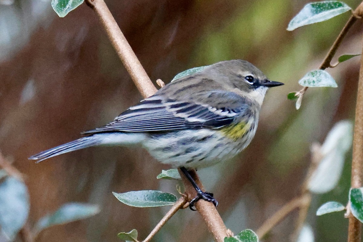 Yellow-rumped Warbler (Myrtle) - ML645766959