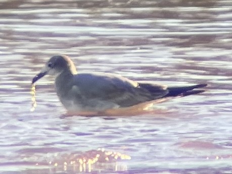 Laughing Gull - ML645766960