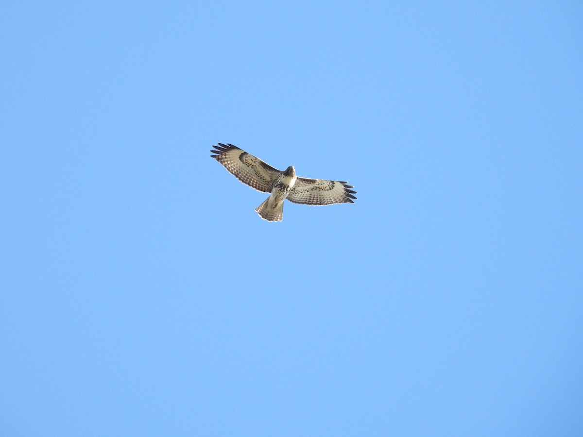 Red-tailed Hawk - ML645766963