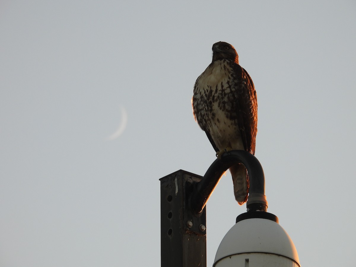 Red-tailed Hawk - ML645766965