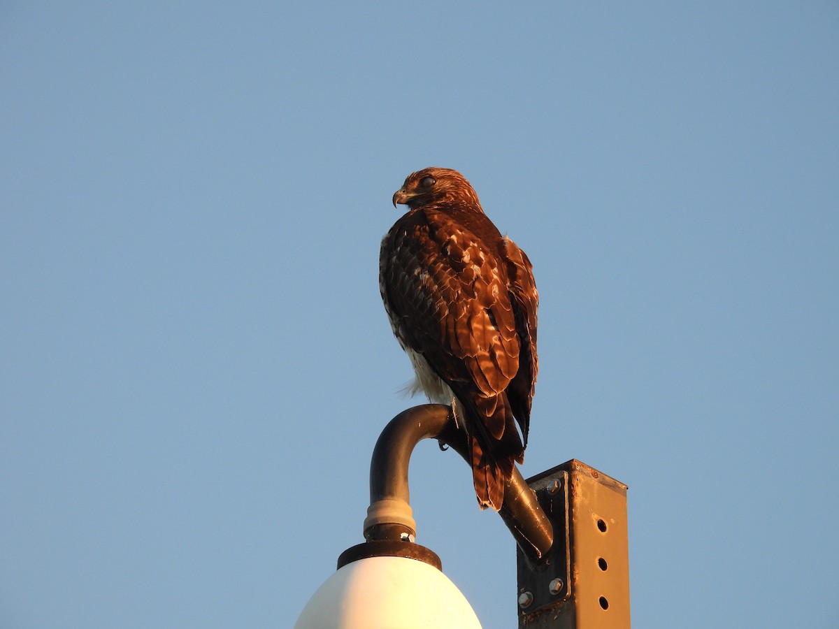 Red-tailed Hawk - ML645766966