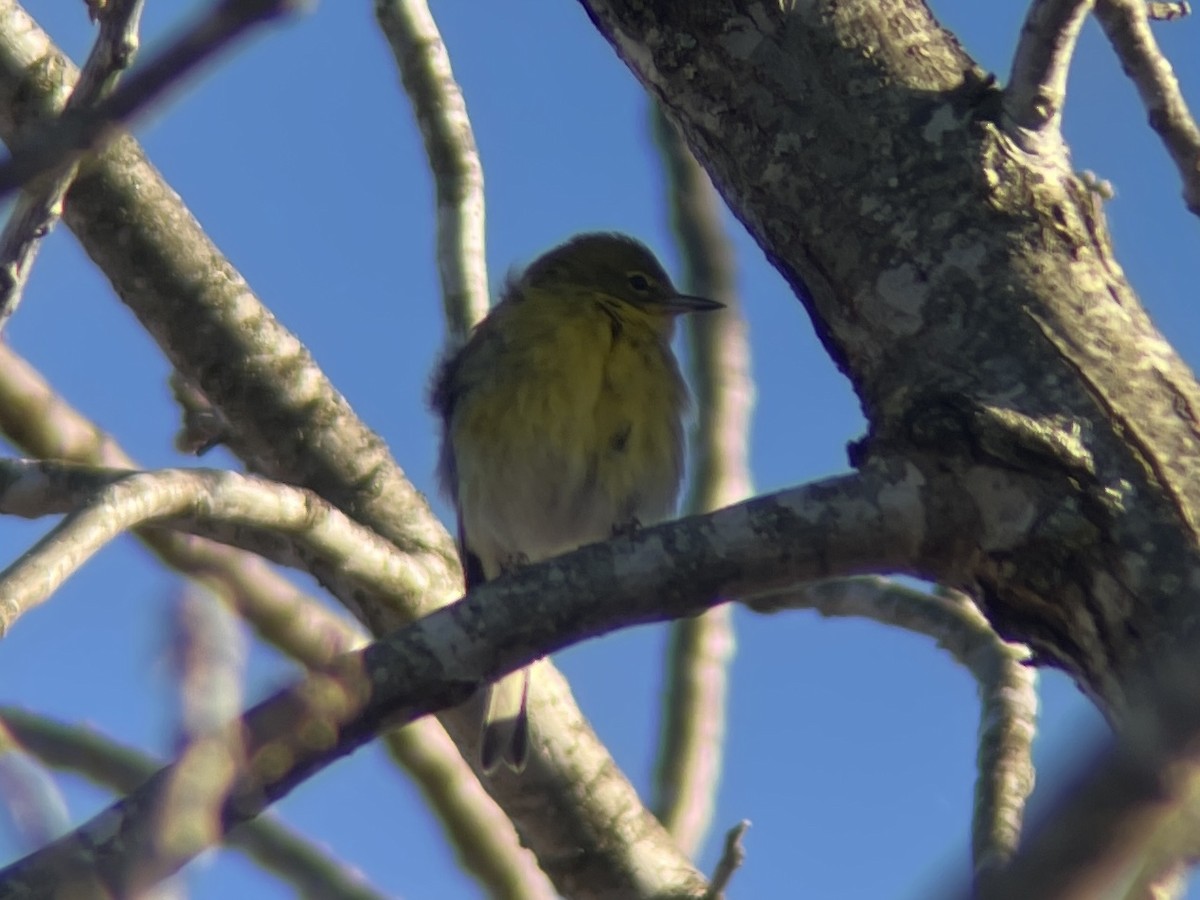 Pine Warbler - ML645766977