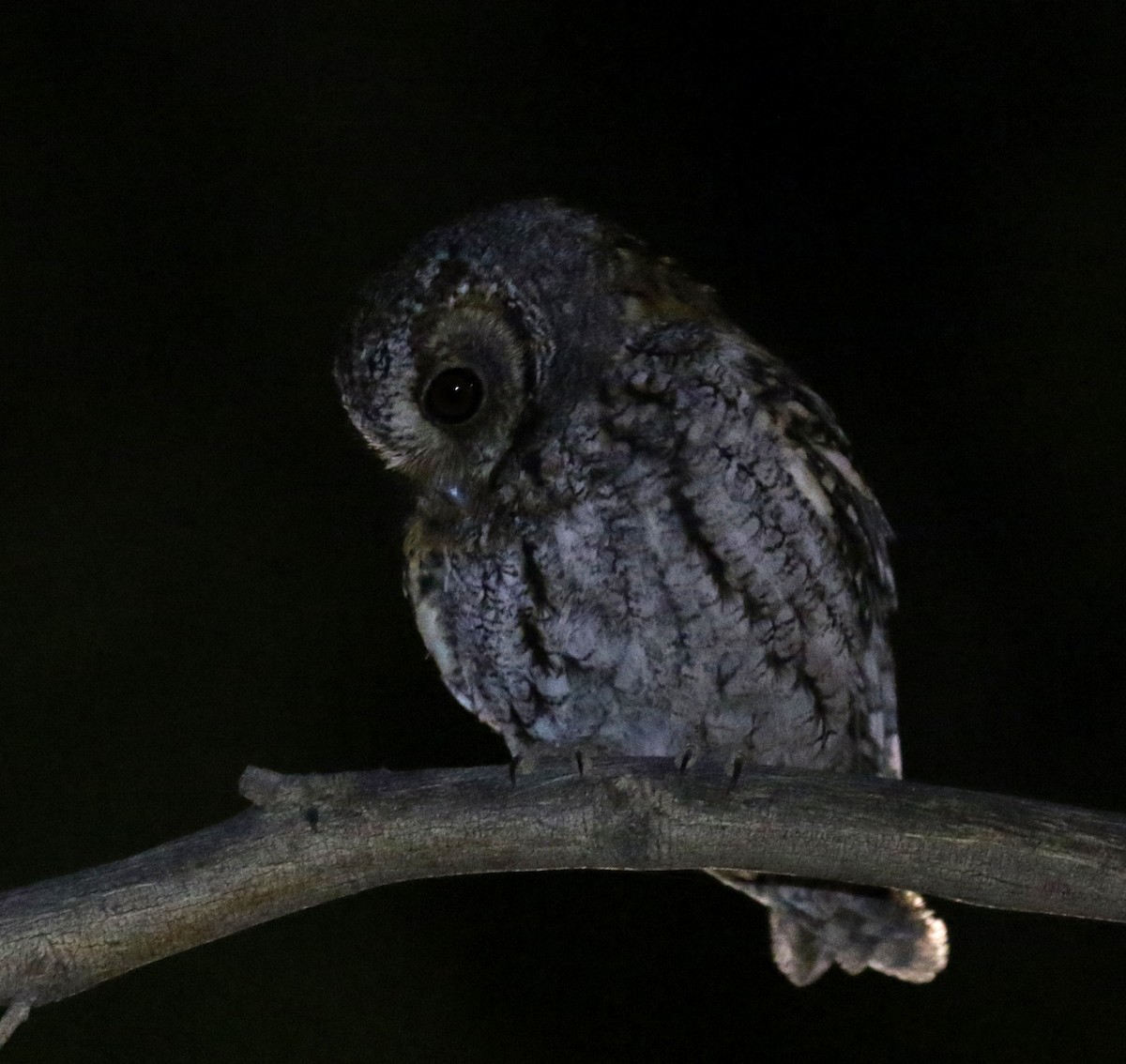 flammeugle - ML645766980